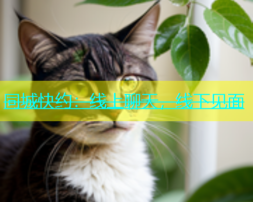 同城快约：线上聊天，线下见面
